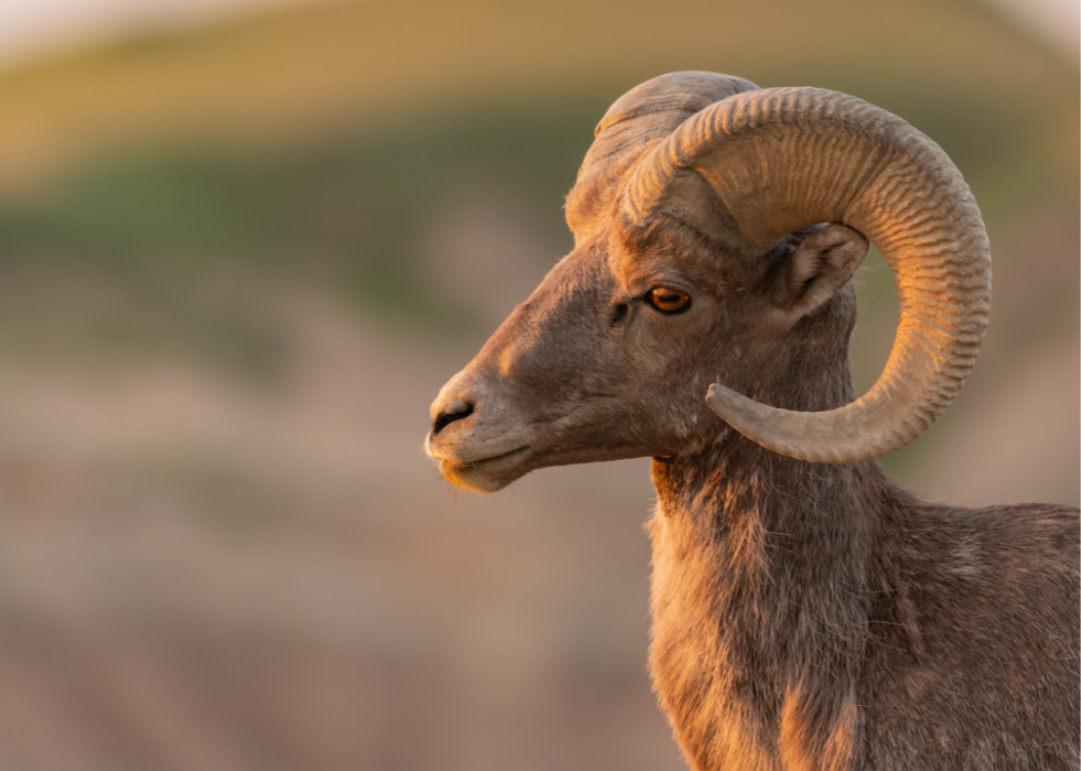 What Animals Are Illegal To Own In Illinois Miranda Lacceir